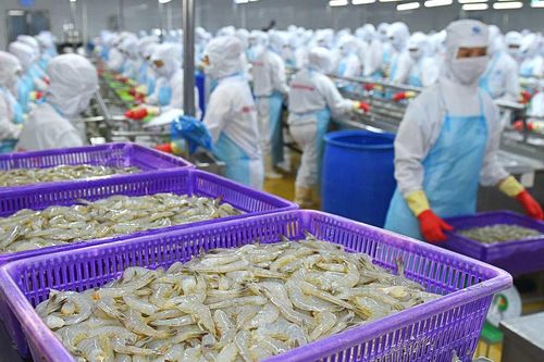 Lỗ sâu, Thủy sản Minh Phú (MPC) vẫn sẽ chi hơn 300 tỷ đồng để trả cổ tức