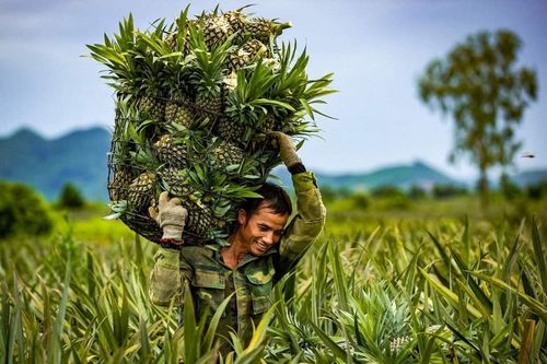 Phân bón Văn Điển bén duyên vùng chuyên canh Bắc Miền Trung
