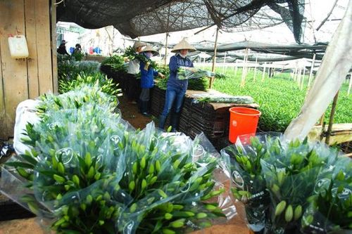 Ngành hoa Đà Lạt bứt phá mạnh mẽ