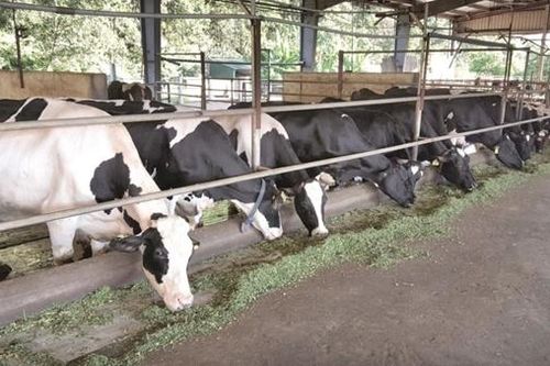 Hà Nội: Ưu tiên xây dựng vành đai xanh, bảo đảm môi trường sống