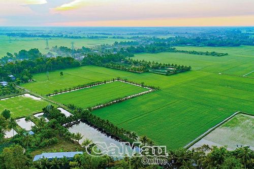 Ða cây, đa con - Lợi nhuận kép
