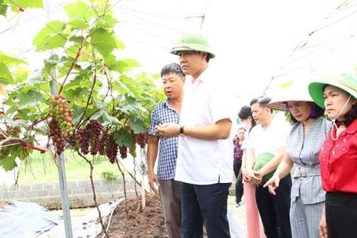 Hà Nội có nhiều lợi thế, tiềm năng phát triển nông nghiệp đô thị
