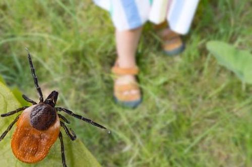 Thuốc điều trị bệnh Lyme