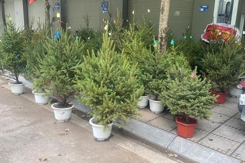 Thông tươi nhập khẩu 'loạn giá' trước mùa Noel