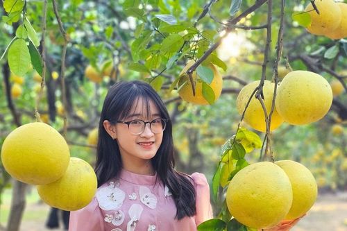 Hà Nội: Vườn bưởi Diễn chín vàng thu hút khách 'check in'