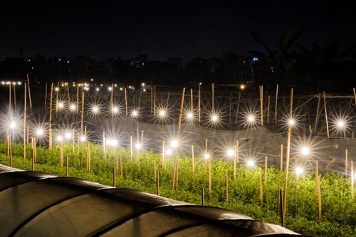 Chong đèn xuyên đêm, ép hoa nở kịp vụ Tết giữa lòng Thủ đô