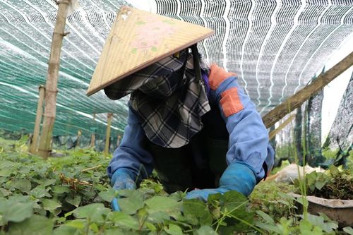 Quảng Ngãi: chuyển đổi số nông nghiệp lấy nông dân làm chủ thể