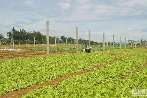 Quảng Ngãi xây dựng cánh đồng mẫu lớn đạt giá trị sau thu hoạch trên 100 triệu đồng/ha/năm