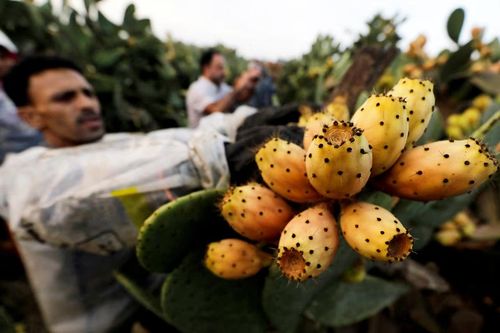 Khí hậu nóng lên, xương rồng lê gai được chọn trồng ở miền nam khô hạn của Italia