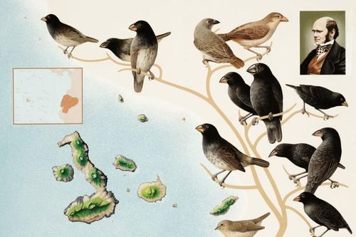 Sự kỳ thú của những loài chim giúp Darwin xây dựng thuyết tiến hóa