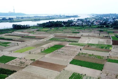 Làng rau lớn nhất Quảng Ngãi tất bật vào vụ Tết