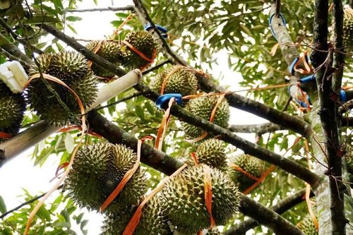 Miền núi Quảng Ngãi phát triển nhiều mô hình nông nghiệp hiệu quả