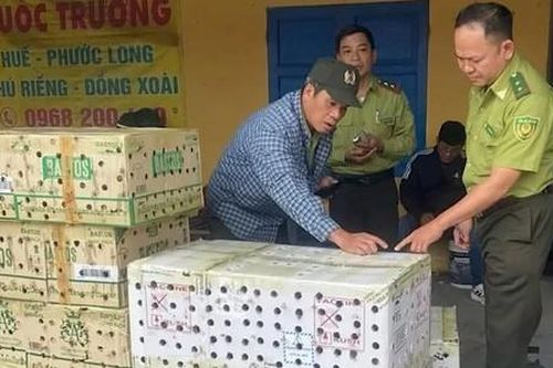 Phát hiện gần 1.000 cá thể chim chào mào bị nhốt trong thùng giấy