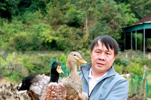 Anh nông dân vùng cao xứ Nghệ nuôi vịt bầu Quỳ cổ ngắn không đủ bán