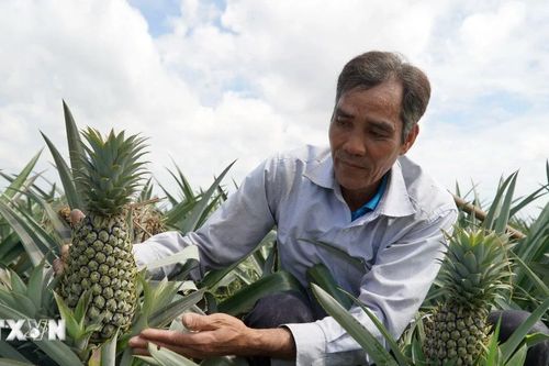 Người trồng dứa Kiên Giang trúng mùa được giá, thu lời hơn 120 triệu đồng mỗi ha