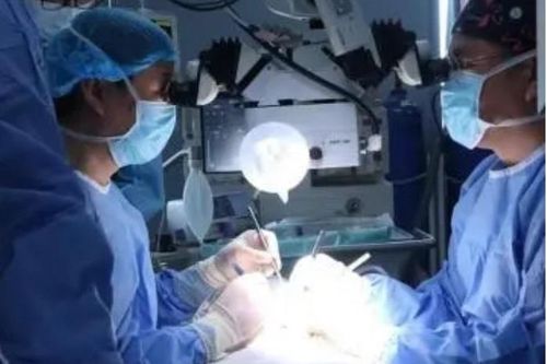 Khỉ sống 6 tháng nhờ thận lợn chỉnh sửa gene