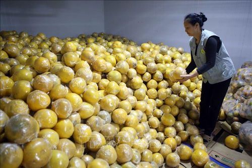 Thâm canh cây ăn quả VietGAP hiệu quả cao hơn 100 triệu đồng/ha