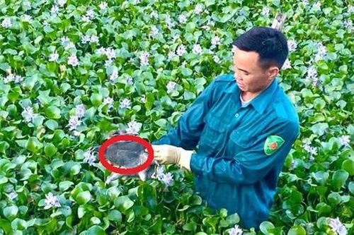 Mạnh dạn nuôi con ăn tạp 'dân nhậu thích mê', anh nông dân kiếm 500 triệu đồng rất nhẹ nhàng