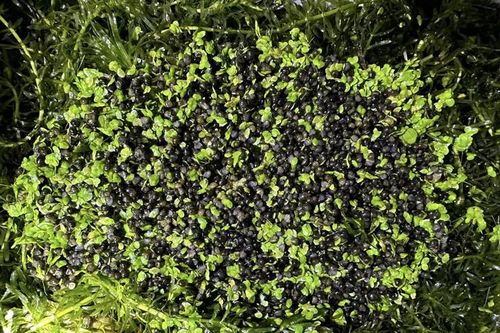 Khởi nghiệp từ 10 triệu đồng, nay 9x thu lãi đến 400 triệu đồng/năm