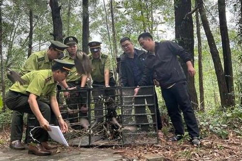 Clip: Gần 1.000 con chim chào mào vô chủ được thả tự do