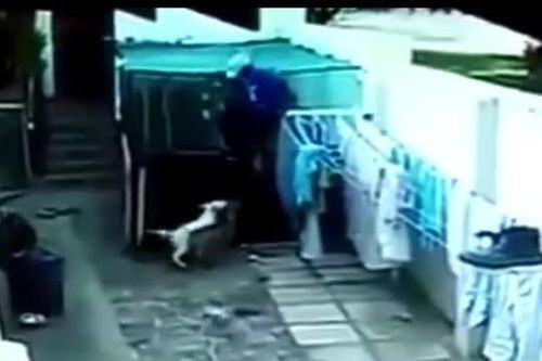 CLIP: Tên trộm bỏ chạy thục mạng vì chạm trán hai chú chó Pitbull hung dữ, cái kết của kẻ tham ăn lười làm