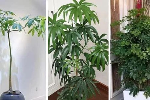 Người xưa nói phòng khách có 3 loại cây, 90% không phú cũng là quý! Nó kỳ diệu đến mức được truyền từ đời này sang đời khác?