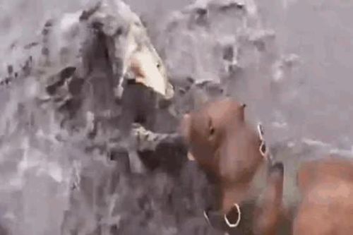 CLIP: Trận chiến nghẹt thở giữa chó Pitbull và cá sấu và cái kết đầy bất ngờ