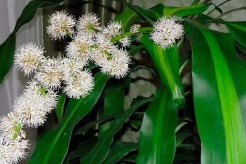 Làm thế nào để cây thiết mộc lan ra hoa?