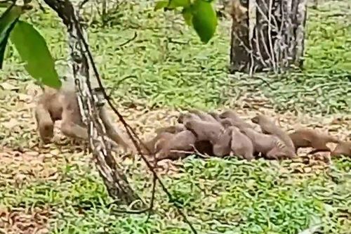 CLIP: Bị tấn công, đàn cầy mangut nổi điên cho khỉ đầu chó 'ra bã'