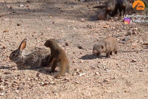 CLIP: Mãn nhãn trước màn tử chiến của cầy mangut và thỏ