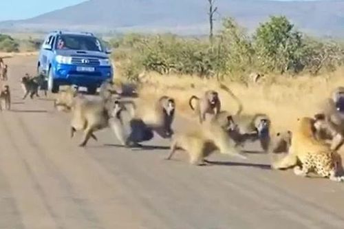 CLIP: Đàn khỉ đầu chó đánh hội đồng báo săn và cái kết ít ai ngờ