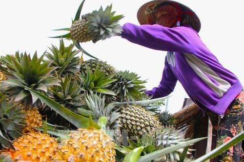 Người trồng dứa Kiên Giang thu lời hơn 100 triệu đồng/ha