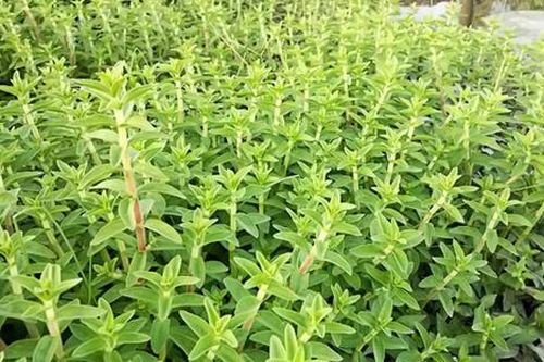 Loại rau xưa mọc đầy không ai hái, nay thành đặc sản được ưa chuộng đến lạ