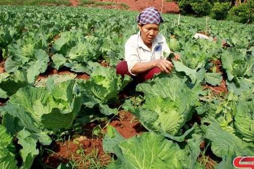 Nông dân Yên Châu tích cực sản xuất vụ đông