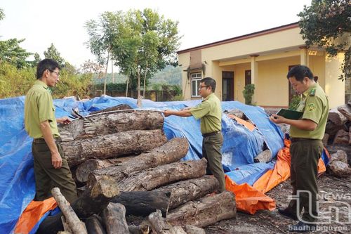Vì sao vẫn 'nóng' tình trạng phá rừng?