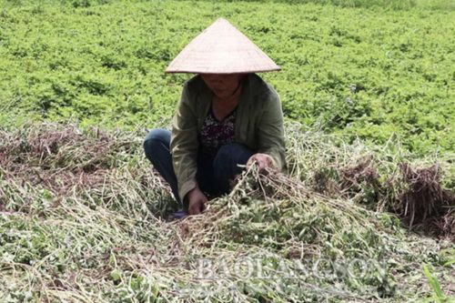 Thạch An thu hoạch trên 2.600 ha cây trồng vụ mùa