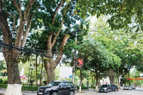 Phát triển cây xanh đô thị đảm bảo an toàn, phù hợp và hiệu quả