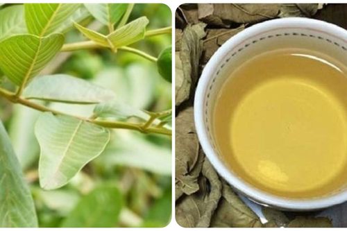 Uống nước lá ổi hàng ngày có tác dụng gì?