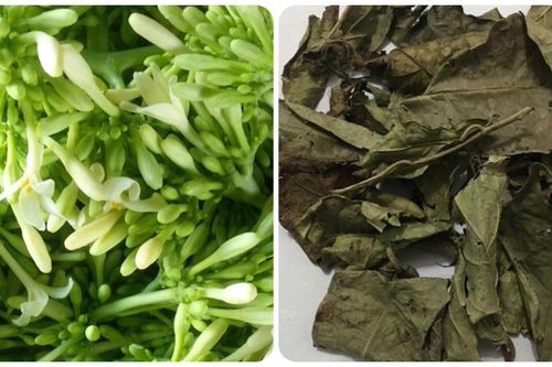 Công dụng của xạ đen và hoa đu đủ đực