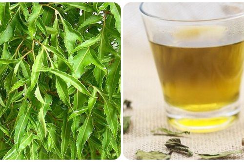 Uống nước lá đinh lăng mỗi ngày có tốt?