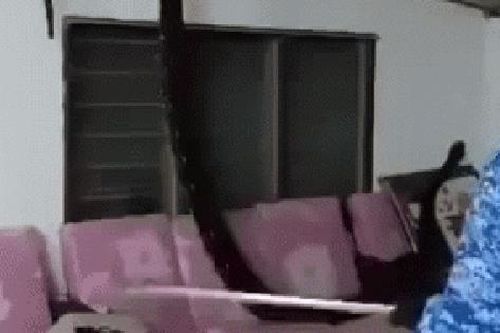 Nghe tiếng động lạ trên trần nhà, gia chủ không mấy bận tâm nhưng sau đó bỏ chạy trong sợ hãi