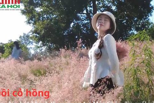 Đồi cỏ hồng – điểm đến hút khách tham quan tại Mộc Châu dịp cuối năm 2024