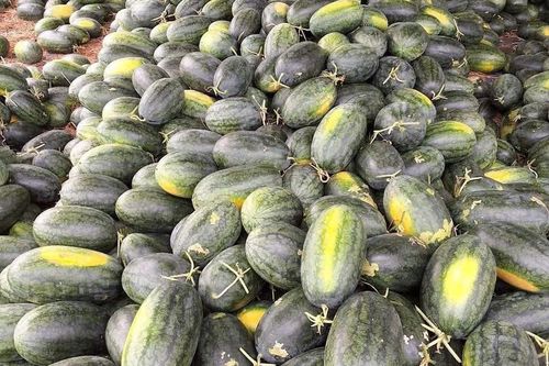 Giá dưa hấu rớt 'thảm'