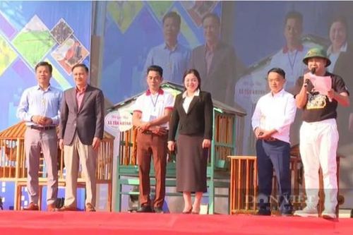 Thái Nguyên: 6 cặp gà đồi được đấu giá gần 1 tỷ đồng