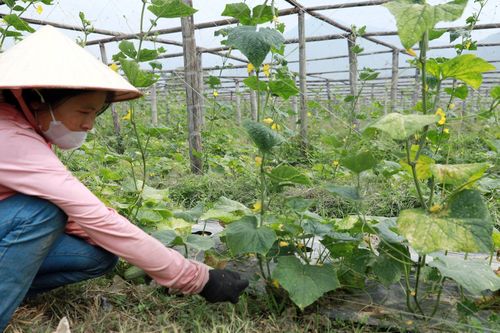 Sản xuất nông nghiệp hàng hóa giúp người dân nâng cao thu nhập