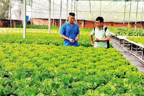 Nông dân phát triển du lịch nông nghiệp