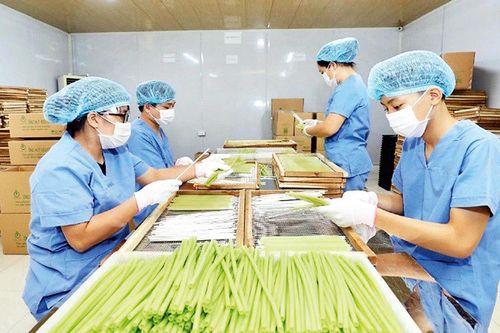Nông nghiệp Hà Nội hướng tới thị trường toàn cầu