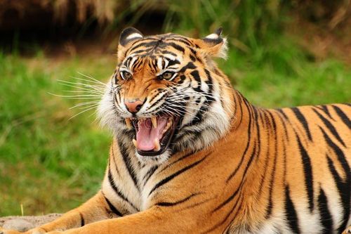 Những sự thật gây choáng về loài mèo không phải ai cũng biết