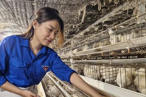 Sắm lò sưởi, máy lạnh cho... gà