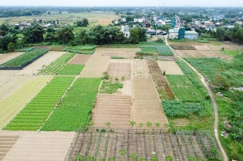 Vùng trồng rau lớn nhất Quảng Ngãi tất bật chuẩn bị vụ Tết